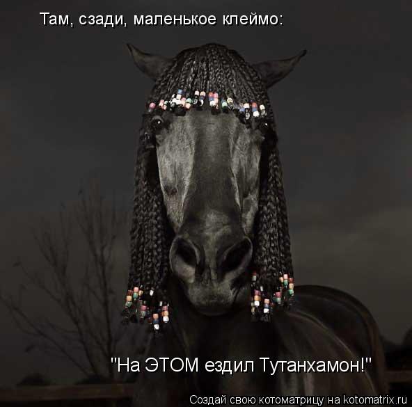 Там, сзади, маленькое клеймо: "На ЭТОМ ездил Тутанхамон!"... Котоматрица: Там, сзади, маленькое клеймо: "На ЭТОМ ездил Тутанхамон!"