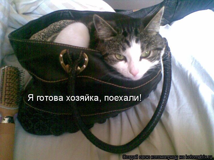 Я готова хозяйка, поехали!... Котоматрица: Я готова хозяйка, поехали!