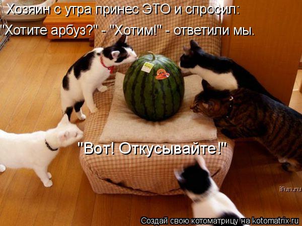 Хозяин с утра принес ЭТО и спросил: "Хотите арбуз?" - "Хотим!" - ответили мы. "Вот! Откусывайте!"... Котоматрица: Хозяин с утра принес ЭТО и спросил: "Хотите арбуз?" - "Хотим!" - ответили мы. "Вот! Откусывайте!"