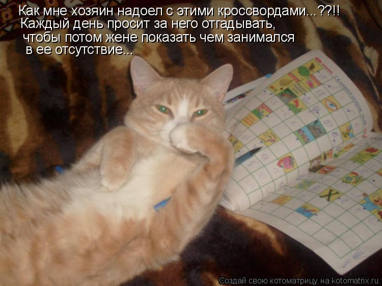 Как мне хозяин надоел с этими кроссвордами...??!! Каждый день просит за него отгадывать, чтобы потом ... Котоматрица: Как мне хозяин надоел с этими кроссвордами...??!! Каждый день просит за него отгадывать, чтобы потом жене показать чем занимался в ее отсутств