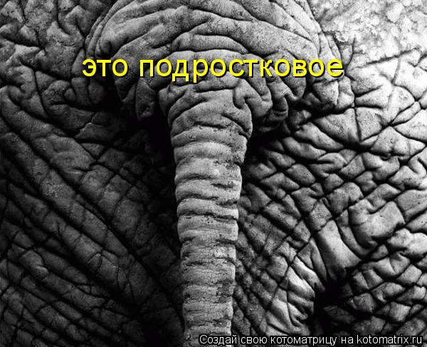 это подростковое... Котоматрица: это подростковое