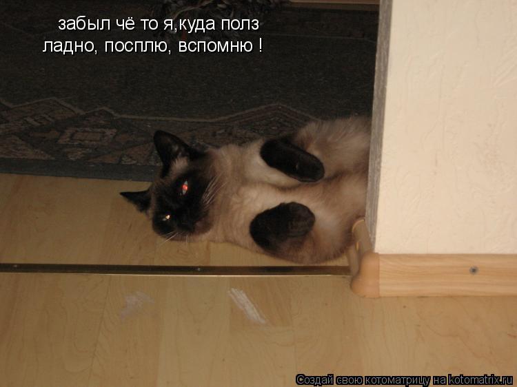 забыл чё то я,куда полз ладно, посплю, вспомню !... Котоматрица: забыл чё то я,куда полз ладно, посплю, вспомню !