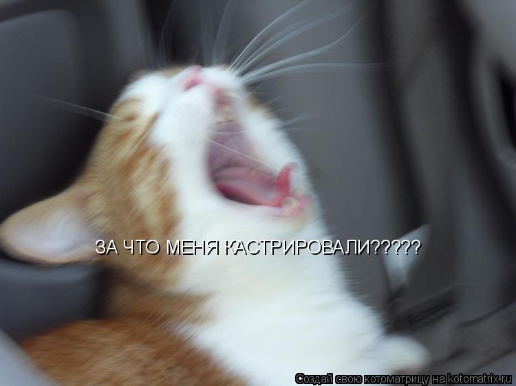 ЗА ЧТО МЕНЯ КАСТРИРОВАЛИ?????... Котоматрица: ЗА ЧТО МЕНЯ КАСТРИРОВАЛИ?????