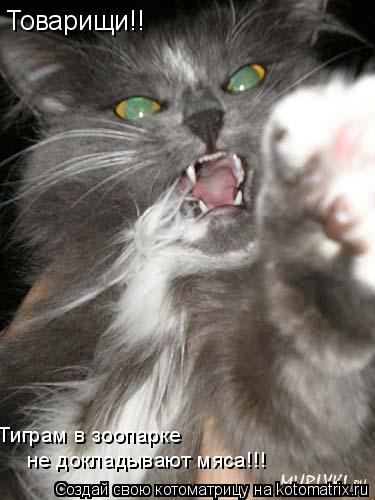 Товарищи!! не докладывают мяса!!! Тиграм в зоопарке... Котоматрица: Товарищи!! не докладывают мяса!!! Тиграм в зоопарке