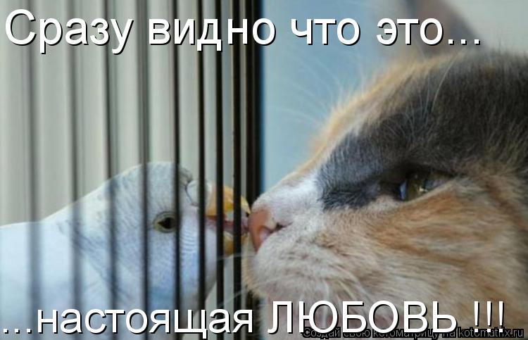 Сразу видно что это... ...настоящая ЛЮБОВЬ !!!... Котоматрица: Сразу видно что это... ...настоящая ЛЮБОВЬ !!!
