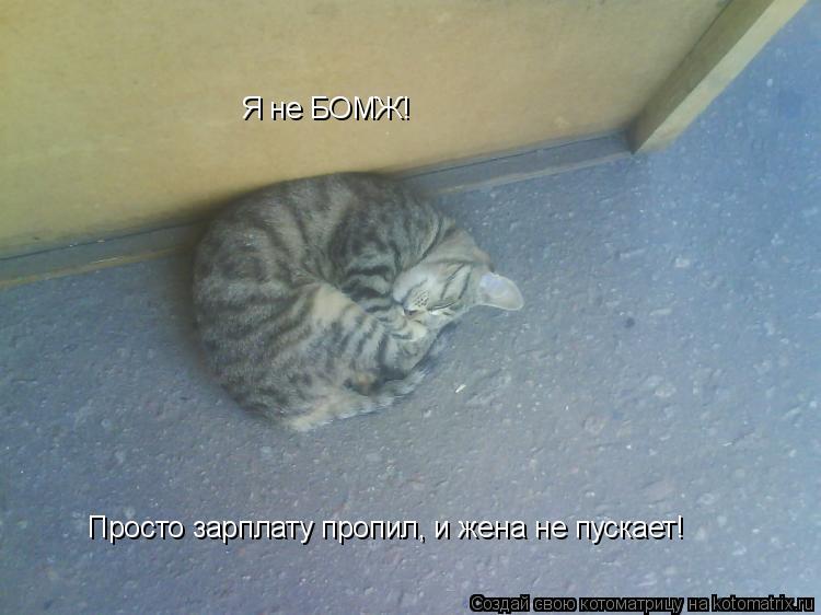 Я не БОМЖ! Просто зарплату пропил, и жена не пускает!... Котоматрица: Я не БОМЖ! Просто зарплату пропил, и жена не пускает!