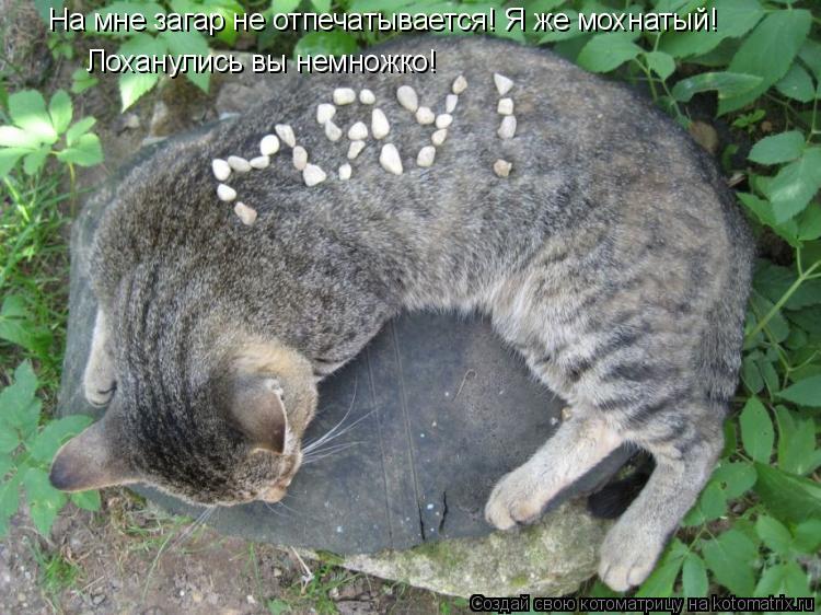 На мне загар не отпечатывается! Я же мохнатый! Лоханулись вы немножко!... Котоматрица: На мне загар не отпечатывается! Я же мохнатый! Лоханулись вы немножко!