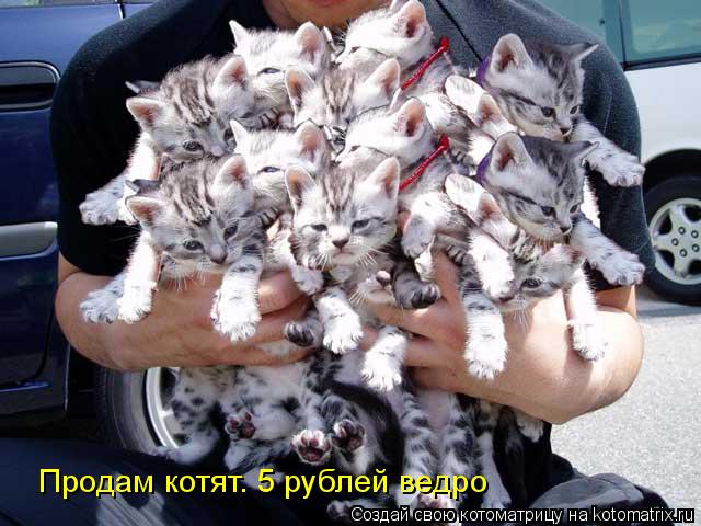 Продам котят. 5 рублей ведро... Котоматрица: Продам котят. 5 рублей ведро