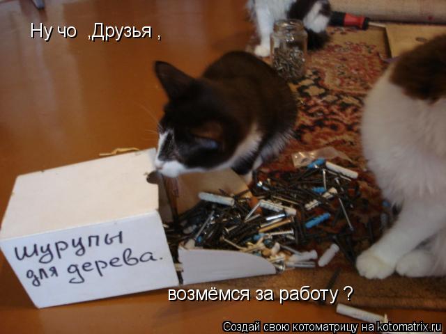 Котоматрица: Ну чо  ,Друзья , возмёмся за работу ?