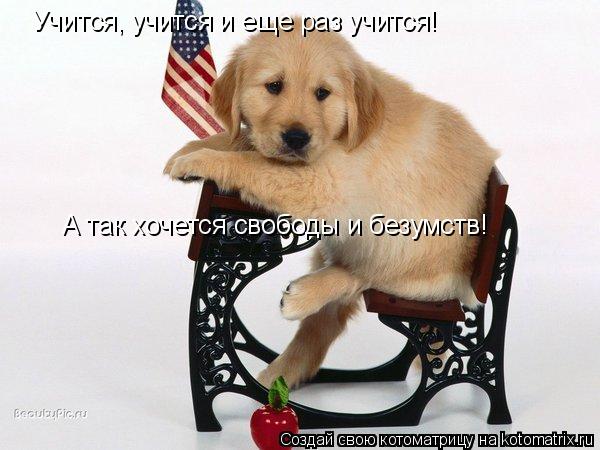Учится, учится и еще раз учится! А так хочется свободы и безумств!... Котоматрица: Учится, учится и еще раз учится! А так хочется свободы и безумств!