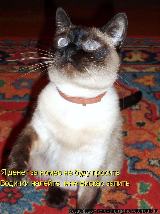 Котоматрица: Я денег за номер не буду просить Водички налейте, мне Вискас запить