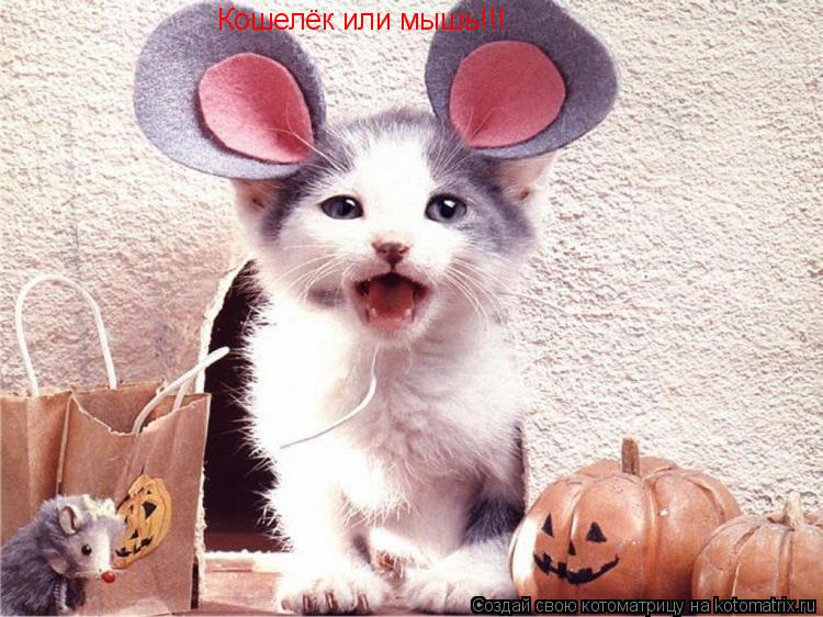 Котоматрица: Кошелёк или мышь!!!