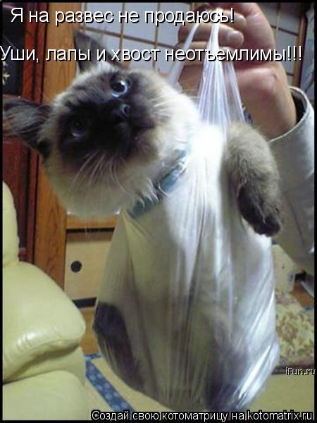 Я на развес не продаюсь! Уши, лапы и хвост неотъемлимы!!!... Котоматрица: Я на развес не продаюсь! Уши, лапы и хвост неотъемлимы!!!