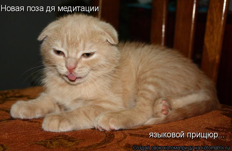 Новая поза дя медитации языковой прищюр...... Котоматрица: Новая поза дя медитации языковой прищюр...