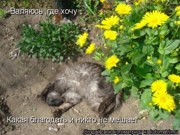 Котоматрица: Валяюсь ,где хочу  Какая благодать и никто не мешает
