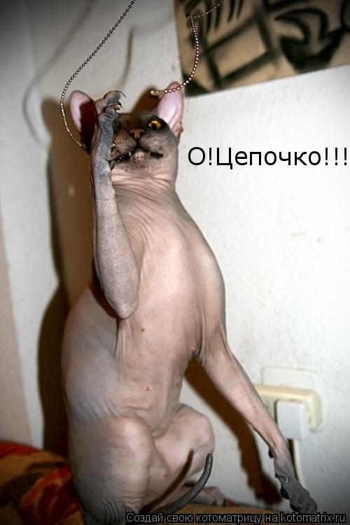 Котоматрица: О!Цепочко!!!