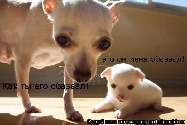 Как ты его обазвал! это он меня обазвал!... Котоматрица: Как ты его обазвал! это он меня обазвал!