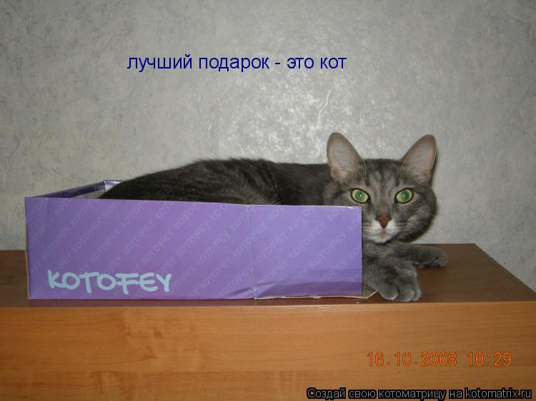 Лучший подарок это кот Лучший подарок это кот