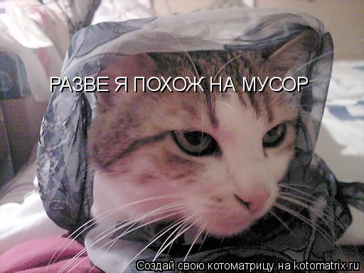 РАЗВЕ Я ПОХОЖ НА МУСОР... Котоматрица: РАЗВЕ Я ПОХОЖ НА МУСОР