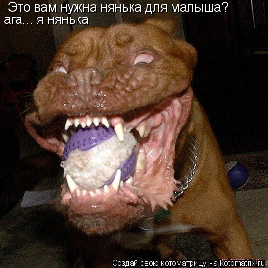 Это вам нужна нянька для малыша? ага... я нянька... Котоматрица: Это вам нужна нянька для малыша? ага... я нянька