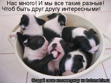 Нас много! И мы все такие разные! Чтоб быть друг другу интересными!... Котоматрица: Нас много! И мы все такие разные! Чтоб быть друг другу интересными!