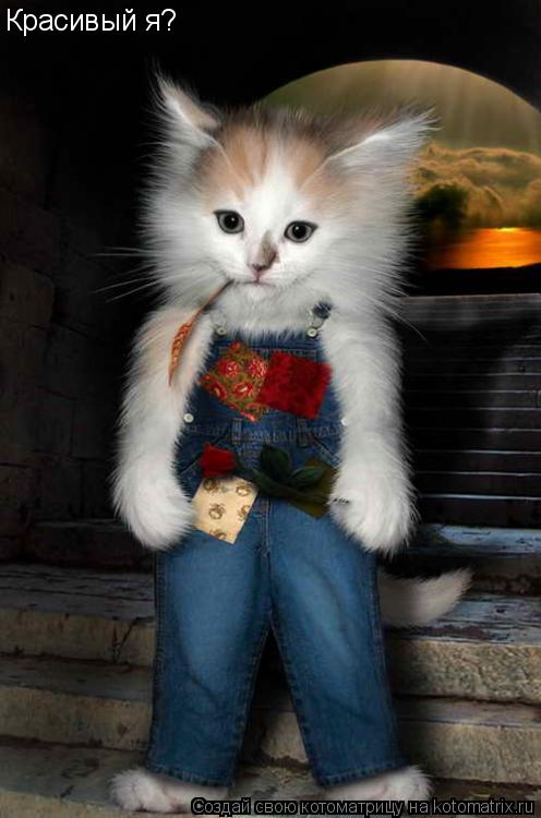 Котоматрица: Красивый я?