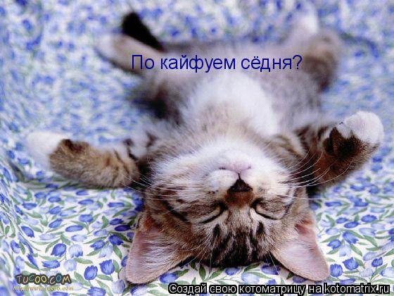 По кайфуем сёдня?... Котоматрица: По кайфуем сёдня?