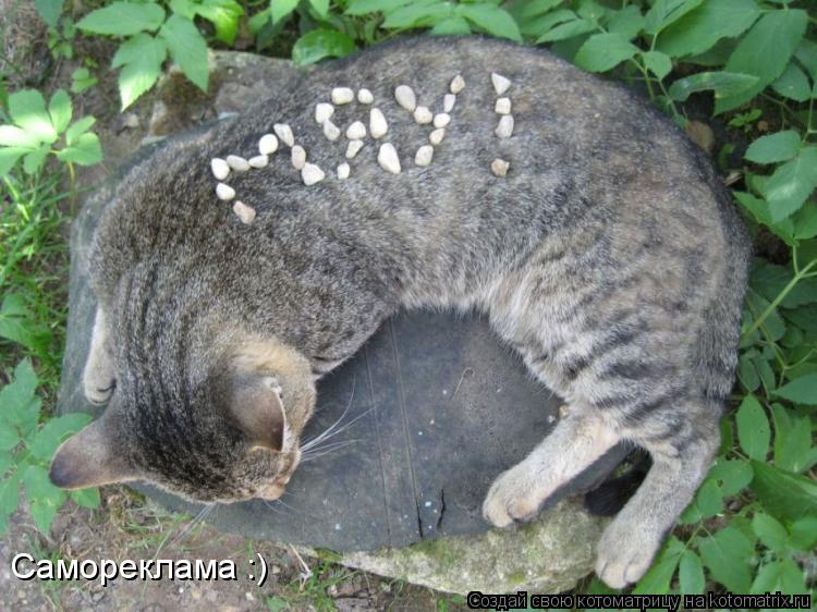 Котоматрица: Самореклама :)