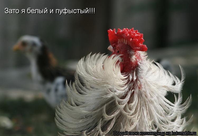 Котоматрица: Зато я белый и пуфыстый!!!