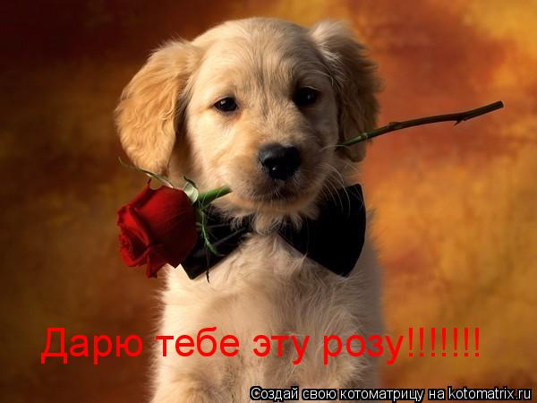 Дарю тебе эту розу!!!!!!!... Котоматрица: Дарю тебе эту розу!!!!!!!