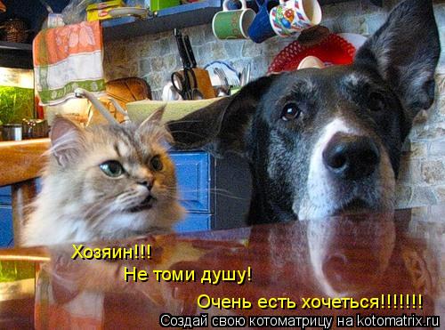 Котоматрица: Хозяин!!! Не томи душу! Очень есть хочеться!!!!!!!