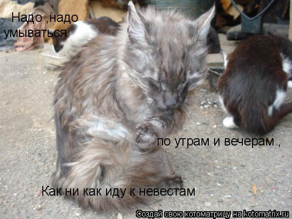 Котоматрица: Надо ,надо  умываться по утрам и вечерам , Как ни как иду к невестам