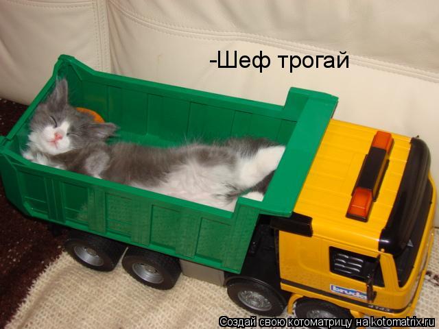 Котоматрица: -Шеф трогай