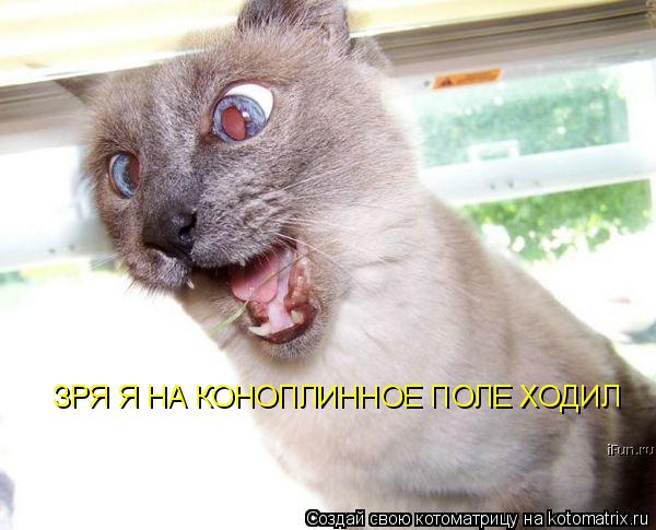ЗРЯ Я НА КОНОПЛИННОЕ ПОЛЕ ХОДИЛ... Котоматрица: ЗРЯ Я НА КОНОПЛИННОЕ ПОЛЕ ХОДИЛ