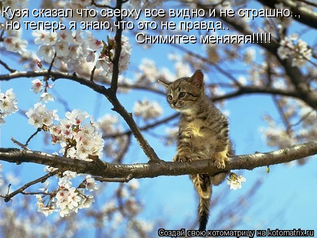 Кузя сказал что сверху все видно и не страшно.., но теперь я знаю,что это не правда.. Снимитее меняяя... Котоматрица: Кузя сказал что сверху все видно и не страшно.., но теперь я знаю,что это не правда.. Снимитее меняяяя!!!!!