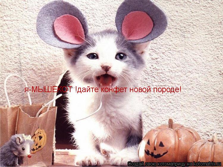 Котоматрица: я-МЫШЕКОТ !дайте конфет новой породе!