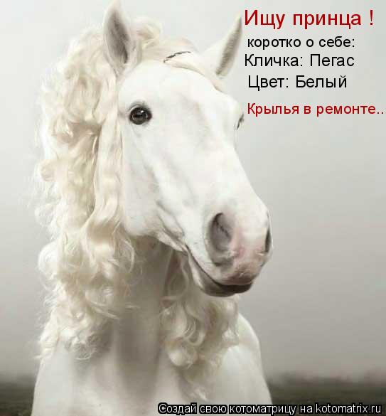 Котоматрица: Ищу принца ! коротко о себе: Кличка: Пегас  Цвет: Белый Крылья в ремонте...