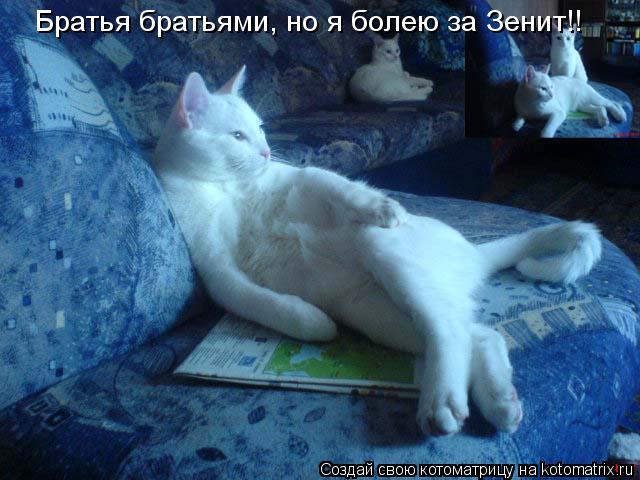 Братья братьями, но я болею за Зенит!!... Котоматрица: Братья братьями, но я болею за Зенит!!