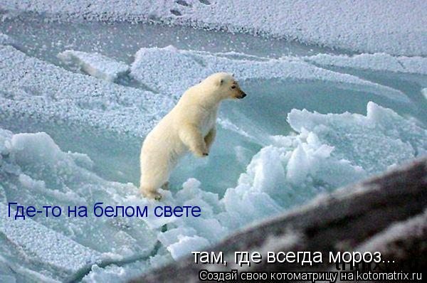 Где-то на белом свете там, где всегда мороз...... Котоматрица: Где-то на белом свете там, где всегда мороз...