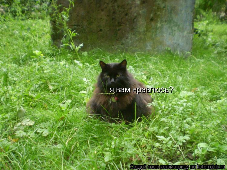 Котоматрица: я вам нравлюсь?