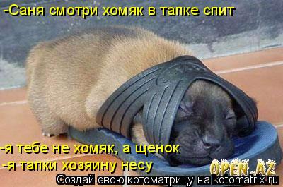 -Саня смотри хомяк в тапке спит -я тебе не хомяк, а щенок -я тапки хозяину несу... Котоматрица: -Саня смотри хомяк в тапке спит -я тебе не хомяк, а щенок -я тапки хозяину несу