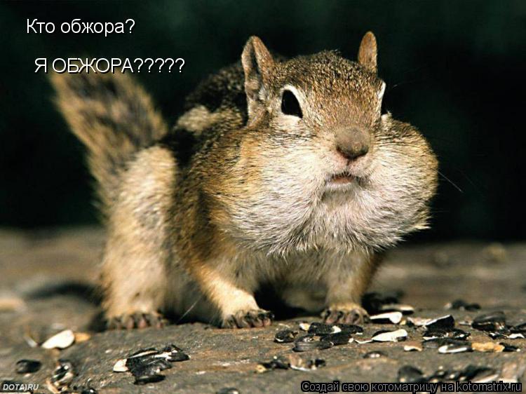 Кто обжора? Я ОБЖОРА?????... Котоматрица: Кто обжора? Я ОБЖОРА?????