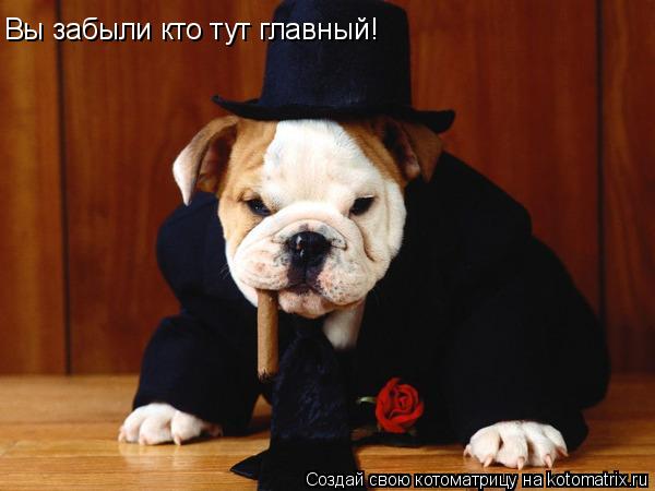 Вы забыли кто тут главный!... Котоматрица: Вы забыли кто тут главный!