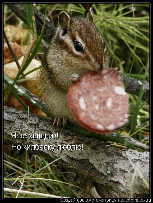 Я не хыщник! Но килбаску люблю!... Котоматрица: Я не хыщник! Но килбаску люблю!