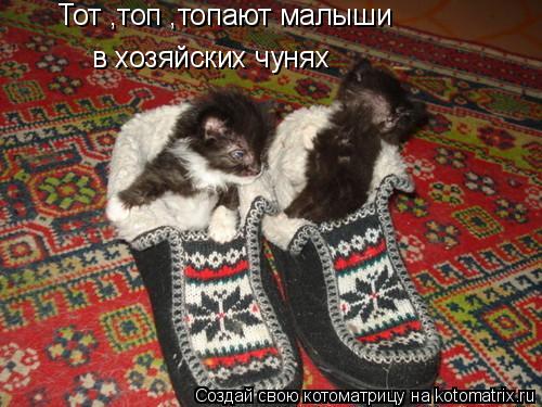 Тот ,топ ,топают малыши в хозяйских чунях... Котоматрица: Тот ,топ ,топают малыши в хозяйских чунях