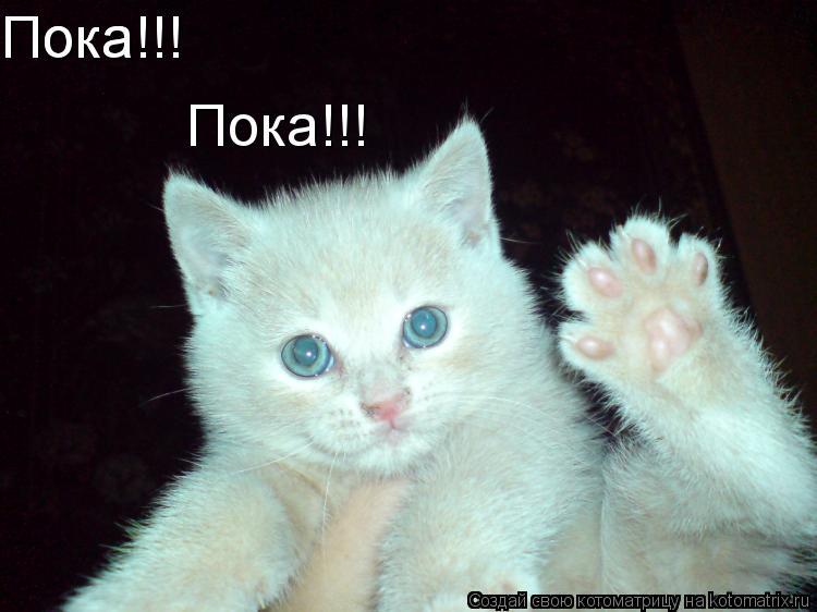 Пока!!! Пока!!! Пока!!!... Котоматрица: Пока!!! Пока!!! Пока!!!