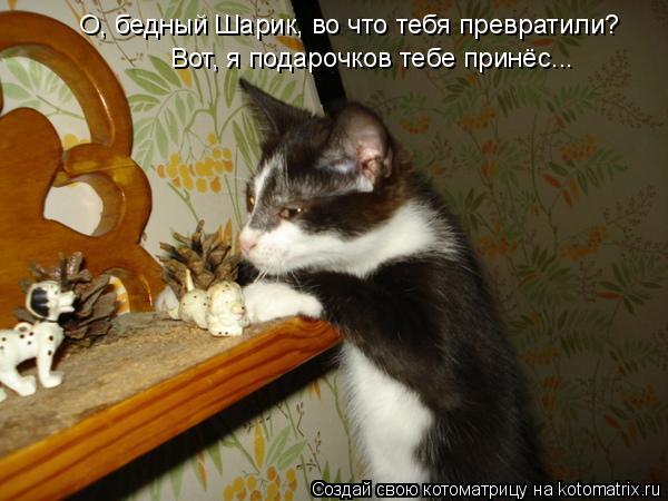 Котоматрица: О, бедный Шарик, во что тебя превратили? Вот, я подарочков тебе принёс...