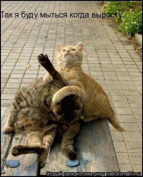 Котоматрица: Так я буду мыться когда выросту...