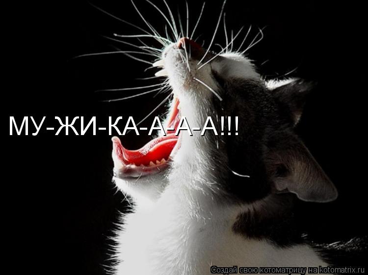 МУ-ЖИ-КА-А-А-А!!!... Котоматрица: МУ-ЖИ-КА-А-А-А!!!