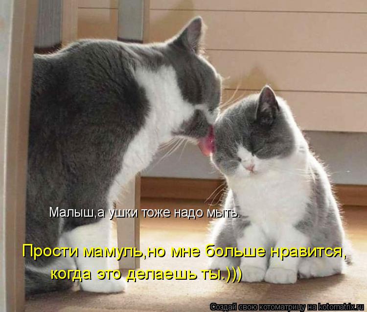 Малыш,а ушки тоже надо мыть. Прости мамуль,но мне больше нравится, когда это делаешь ты.)))... Котоматрица: Малыш,а ушки тоже надо мыть. Прости мамуль,но мне больше нравится, когда это делаешь ты.)))